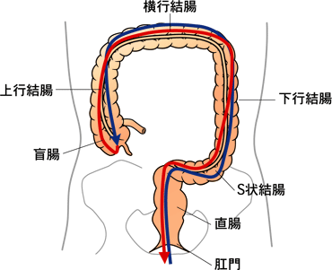 大腸 ファイバー と は